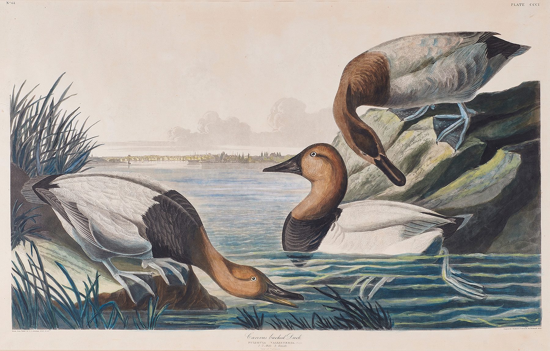 John James Audubon, <em>Canvas Backed Ducks</em>.