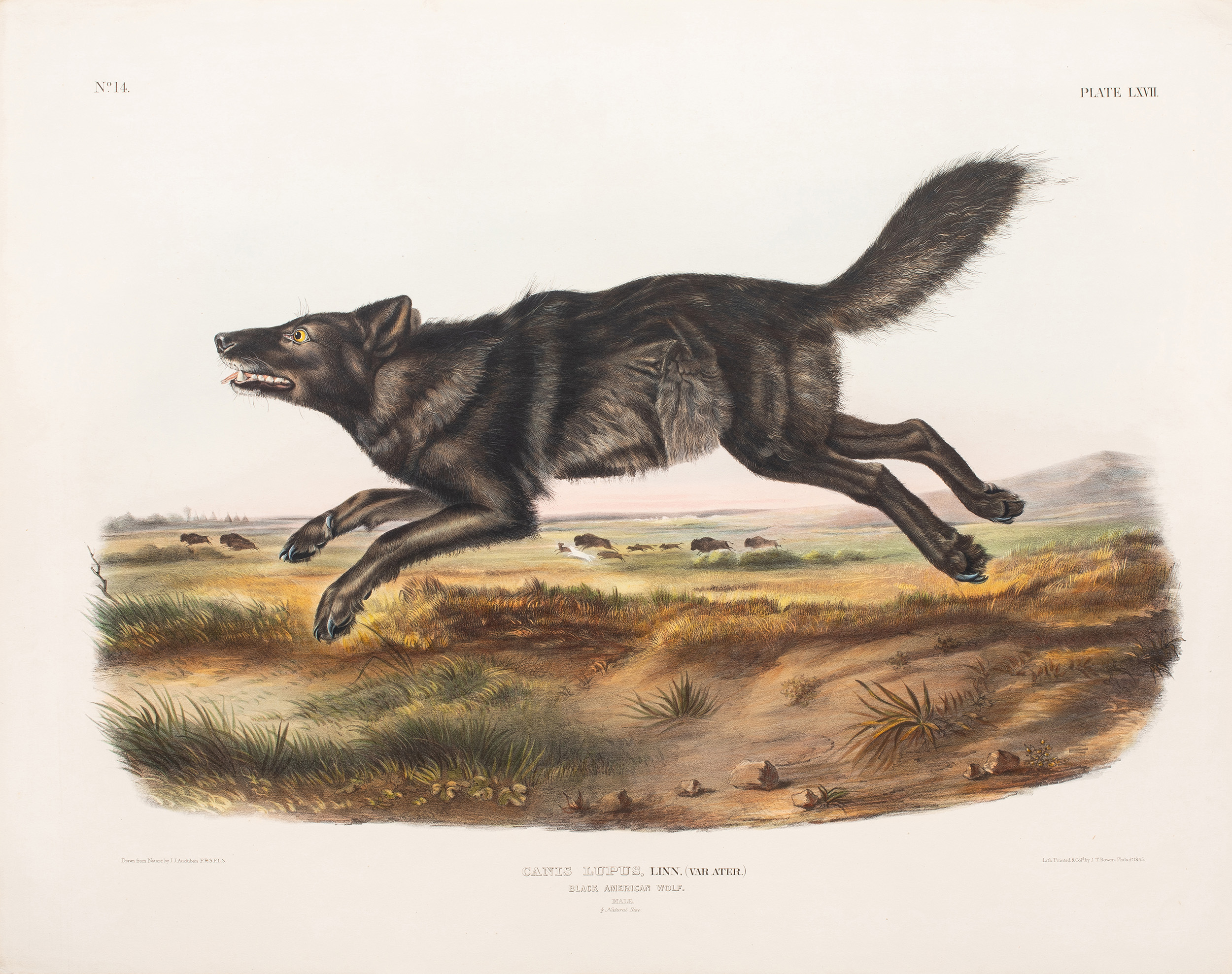 John James Audubon (American, 1785–1851), <em>Black American Wolf (Plate #67)</em>, 1845, aquatint engraving with hand-coloring, 22″ x 28″. <br><b>Estimate: $3,000–$5,000 (1 of 4 to be offered)</b> 